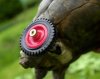 turtleWithWheels_007.jpg