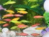 glofish 1.jpg