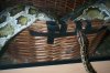 burm spider 020.jpg