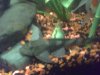 pleco1.jpg pleco1.jpg