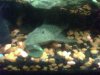 pleco2.jpg pleco2.jpg