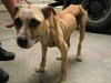 animal_cruelty_starved[1].jpg
