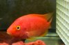 fishes 002.jpg