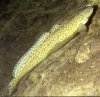 burbot_fish1.jpg