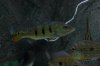 R1FISH135.JPG