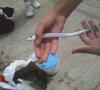 Needlefish.jpg