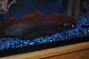 fish..106 018.JPG