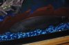 fish..106 019.JPG
