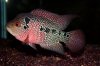 IMG_4933flowerhorn.JPG