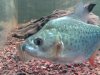 piranha3.jpg