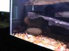 tank with driftwood.jpg
