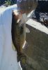 Largemouth9a.jpg
