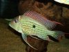 Geophagus Abalios.JPG