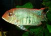 Geophagus Tapajos 01.JPG