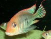 Geophagus Tapajos 02.JPG