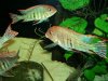 Geophagus Tapajos 03.JPG