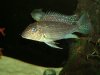 Satanoperca Mapiritensis 01.JPG
