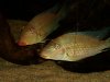 Satanoperca sp. redlip 01.JPG