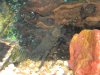 DSCN2601.JPG