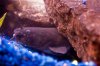 BullHead2.jpg