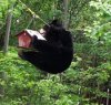 bearharvest0307.jpg