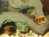 plecos a.JPG