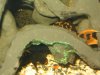 plecos3.jpg