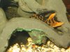 plecos2 b.JPG