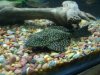 plec.JPG