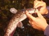 catfish.jpg
