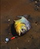 Piranha%20red.jpg