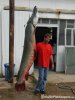 Alligator Gar.JPG