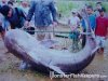Giant Mekong Catfish.JPG