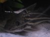 my fish011.jpg