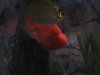 my fish002.jpg