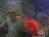 my fish012.jpg