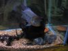 fish 130.JPG