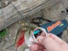skipjackcatfishbait.jpg skipjackcatfishbait.jpg