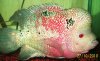 100_3550.JPG