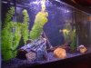 pretty tank 003.JPG