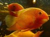 GoldSeverum8347.jpg