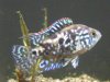 SANY1029.JPG