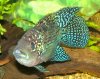 JackDempsey(Blue)WFCiam_C413.jpg