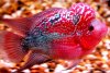 fwflowerhorn1288825336.jpg fwflowerhorn1288825336.jpg