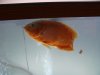 DSC00156.JPG DSC00156.JPG