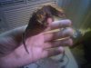 CrestedGecko4.jpg