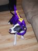 moose 10-31-2010.jpg