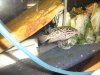 tropical fish 353.jpg
