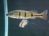 IMG00456-20101103-0852.jpg