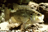 Shedd_RockBass.gif Shedd_RockBass.gif